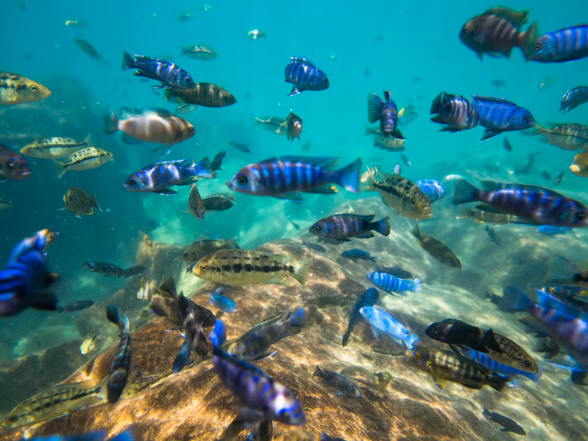 Fishes swimming under water