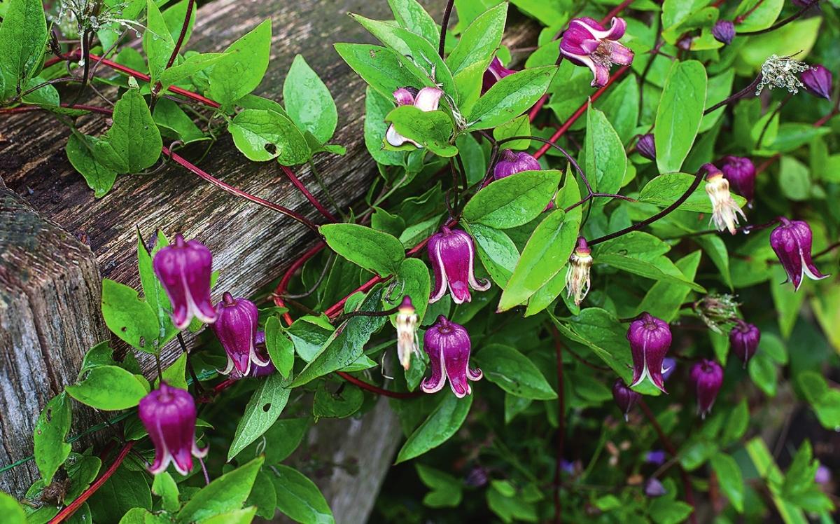 Клематис тексенский (C. texensis) ‘Buckland Beauty’