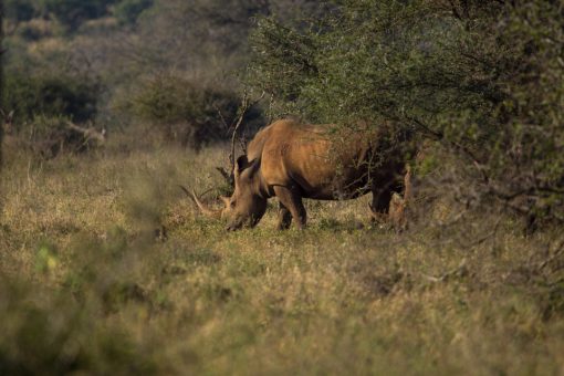 Animais da África do Sul -Dois rinocerontes brancos, um deles quase escondido atrás do arbusto. 