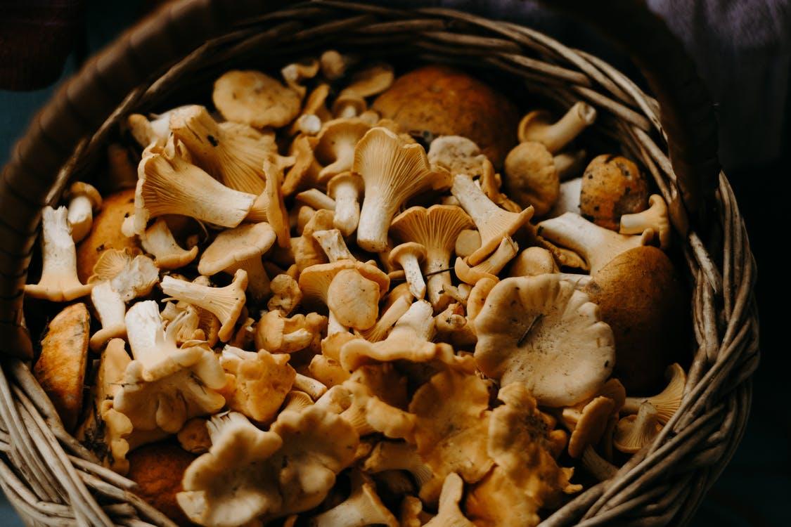 Free Basket of Mushrooms Stock Photo