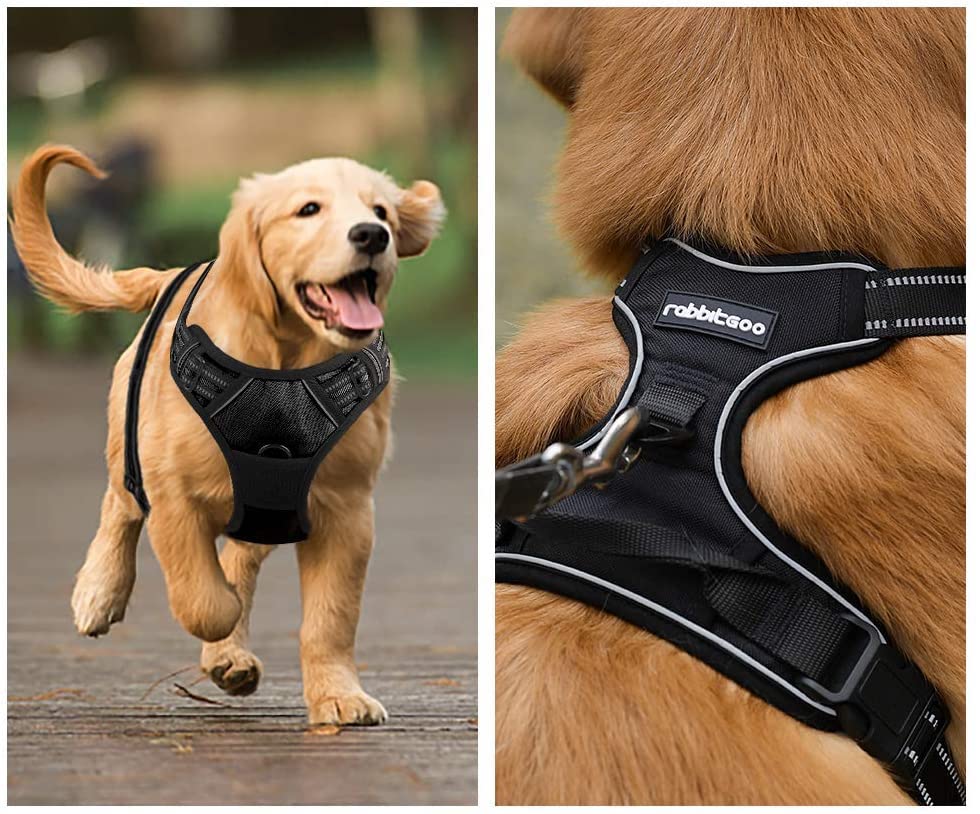 dog harness research