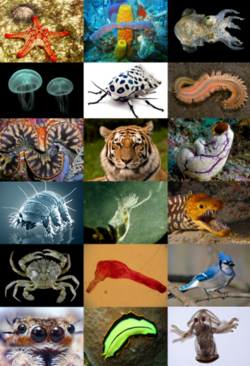 Macintosh HD:Users:Sebastian:Desktop:Animal_diversity.png