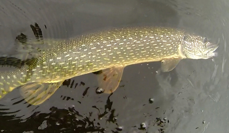 A Northern Pike in the water right before release