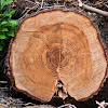 Radiocarbon Dating Explained : Probability distributions of radiocarbon dates from ... / Radiocarbon dating was invented in the 1950s by the american chemist willard.