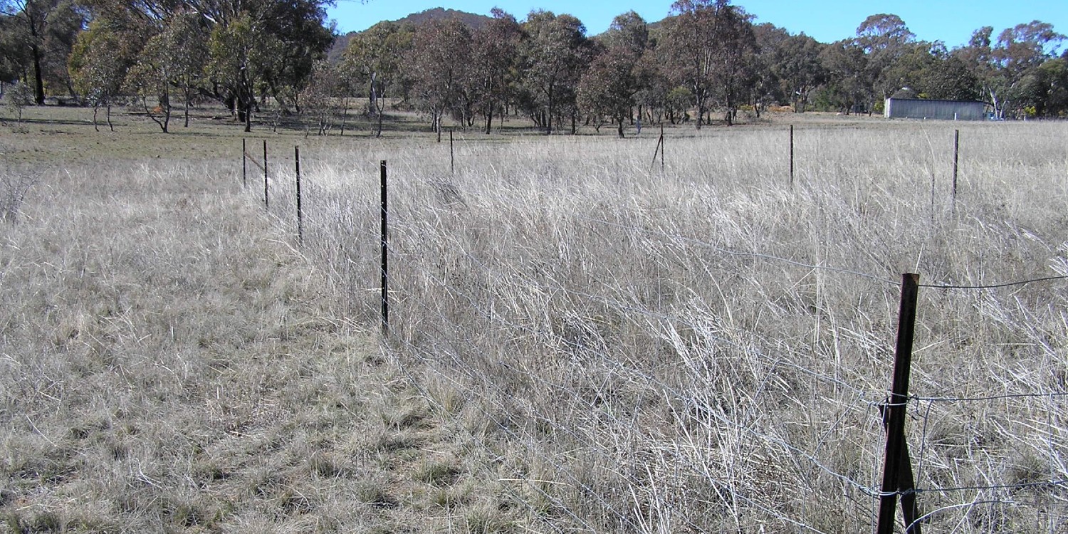 grassland on a grazing property showing tall grass inside a fence that keeps out the grazing animals