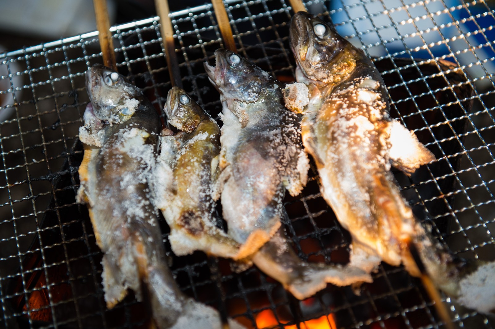 スズキ 刺身 寄生虫