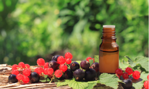 black currant seed oil benefits