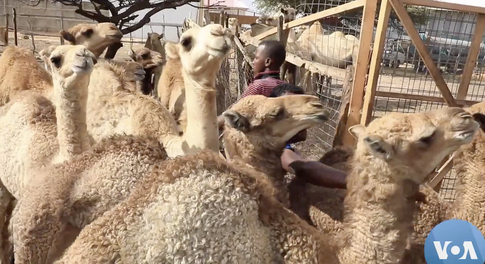 Somalia’s 'White Gold' Producers to Expand Camel Milk Market
