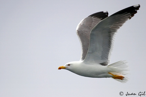 Risultato immagine per Larus michahellis