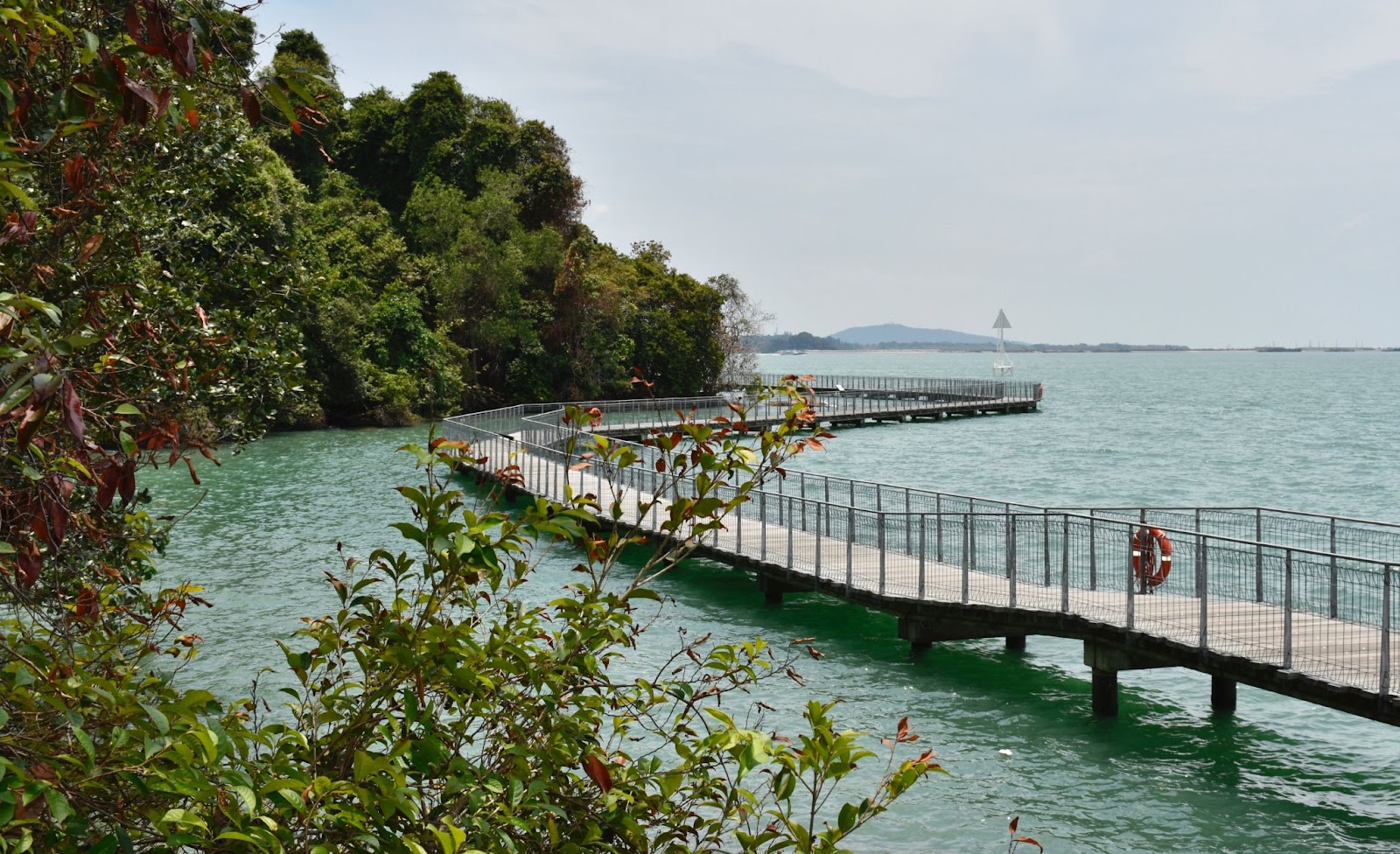 pulau ubin chek jawa mangrove singapore