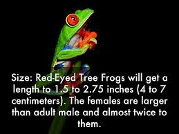 Image result for red eyed tree frog class and why