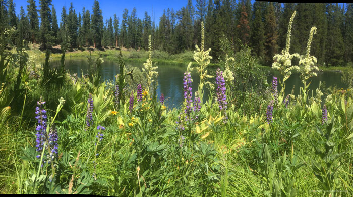 a panoraman shot of purple flowers growing in long grass