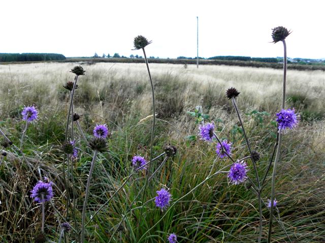 https://s0.geograph.org.uk/geophotos/03/65/56/3655624_5392dd79.jpg