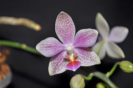 Phalaenopsis Bernice Maskin NcBSzBKOMD2wjSme5B2-v7PH8f5kgpH_iro--tF6cr4=w423-h280-p-no