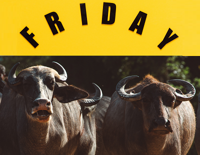 Phot of bulls with headline that reads "friday"