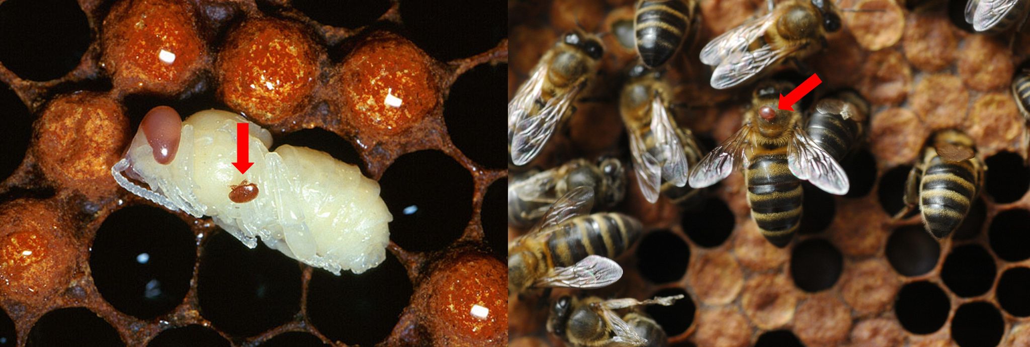 Figura ilustrando a presença do ácaro Varroa parasitando abelhas 