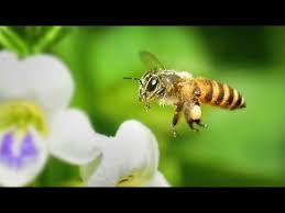 Image result for bees flying