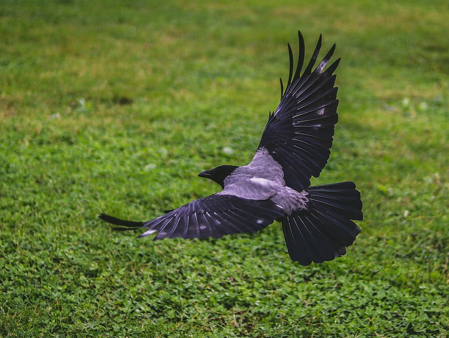 crow, flying, green, grass field, animal, black, close-up, colors | Piqsels