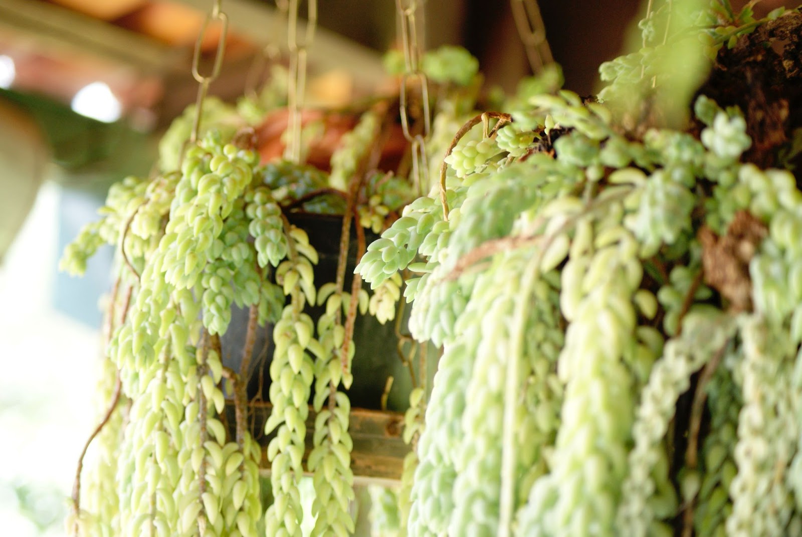 Burro's Tail is a great pet-safe plant for an Airbnb.