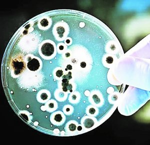 https://www.laverdad.es/nuestra-tierra/medio-ambiente/201405/06/una-bacteria-contra-el-cambio-climatico.html