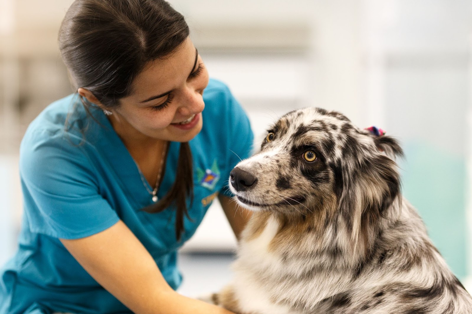 médica veterinária cuidando de cachorro bem nutrido na internação