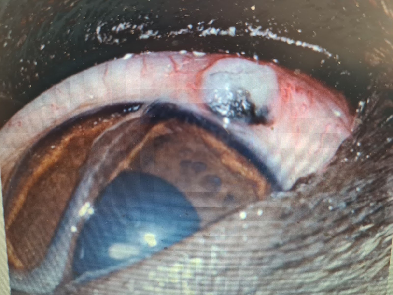 a wart or papilloma on the conjunctiva of a dog's eye