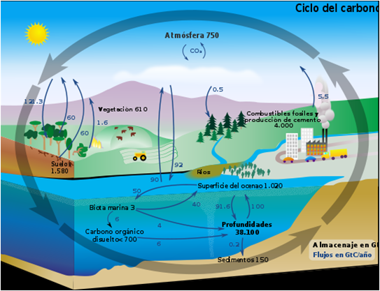 ciclo_carbono