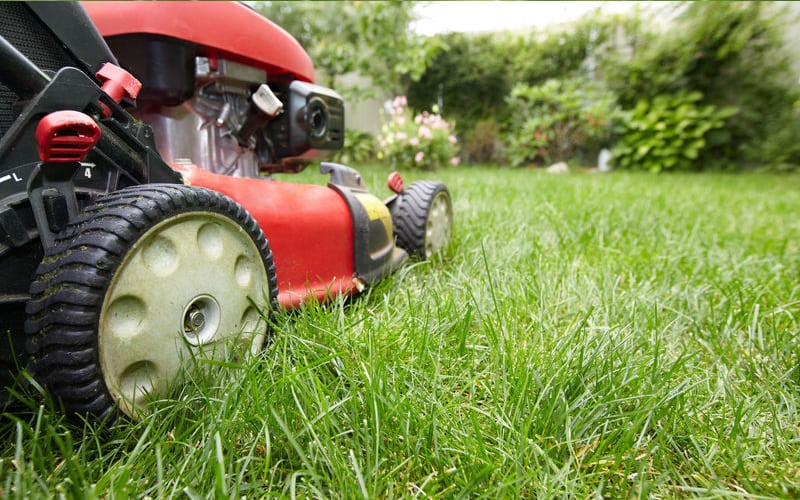 Mow and mulch the comfrey plant.