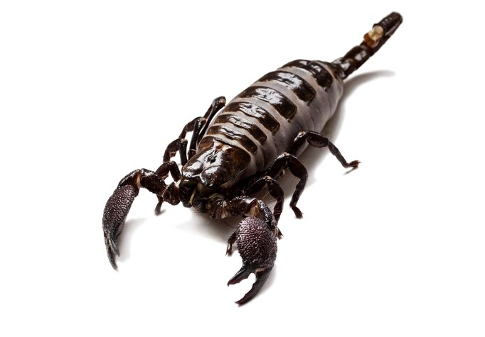 Tips for Preventing Scorpions