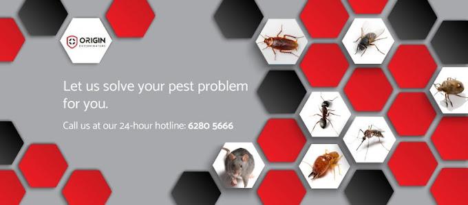 bed bug exterminator singapore