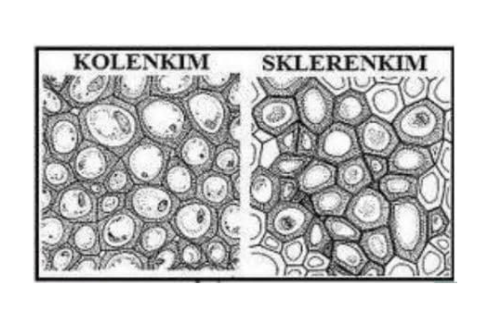 Pengertian Jaringan Sklerenkim