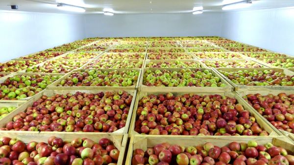 Cách bảo quản trái cây xuất khẩu