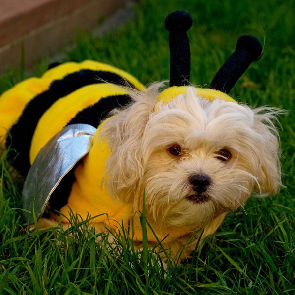 4 Steps to Get Your Pet Comfortable in Their Halloween Costume