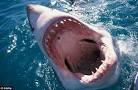 Image result for Killer sharks