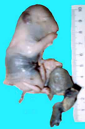 Aborted specimen of immature pacarana still attached to its placenta. Specimen from Izu Cactus Garden, Japan.