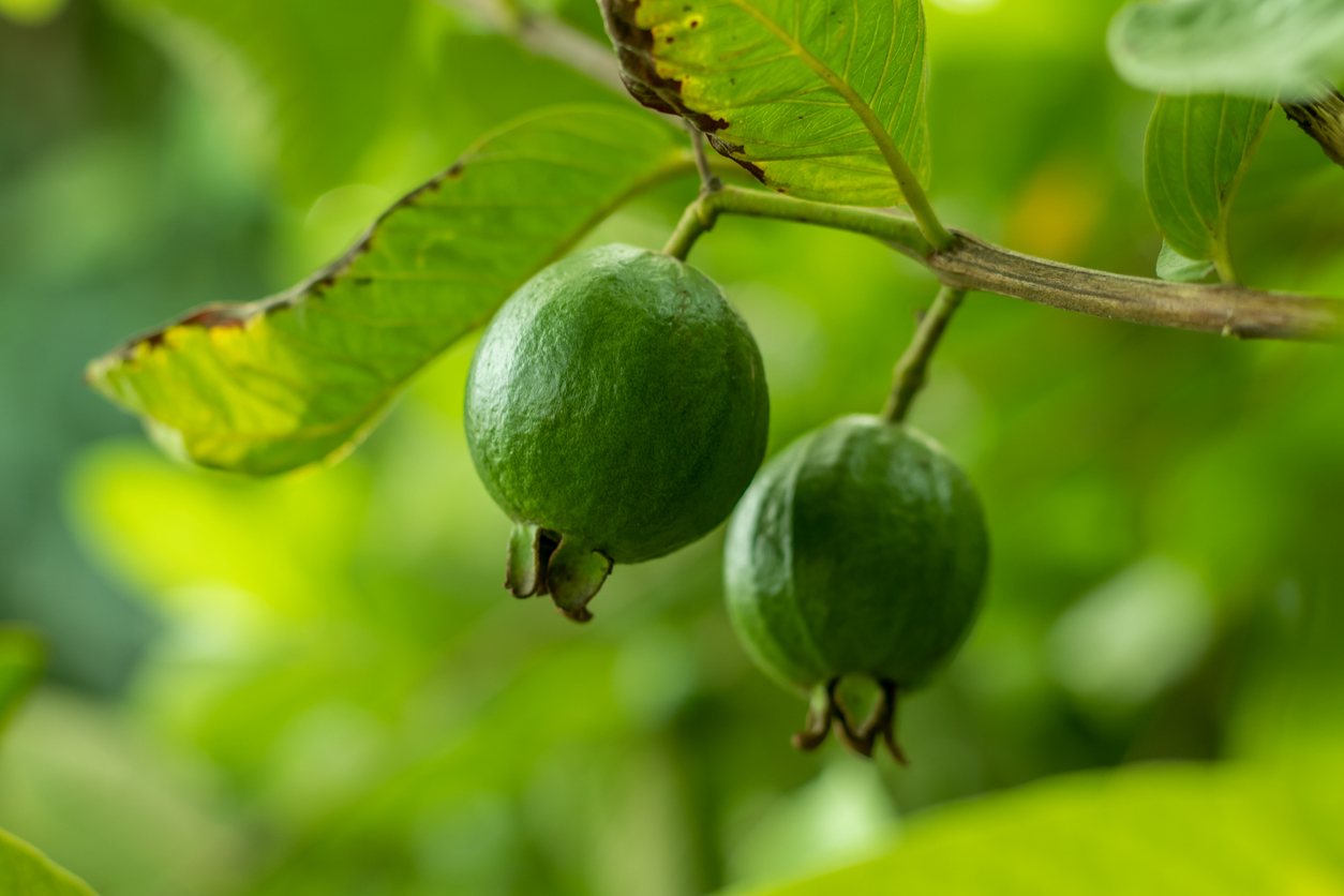 Cas or Sour Guava, Costa Rican fruits