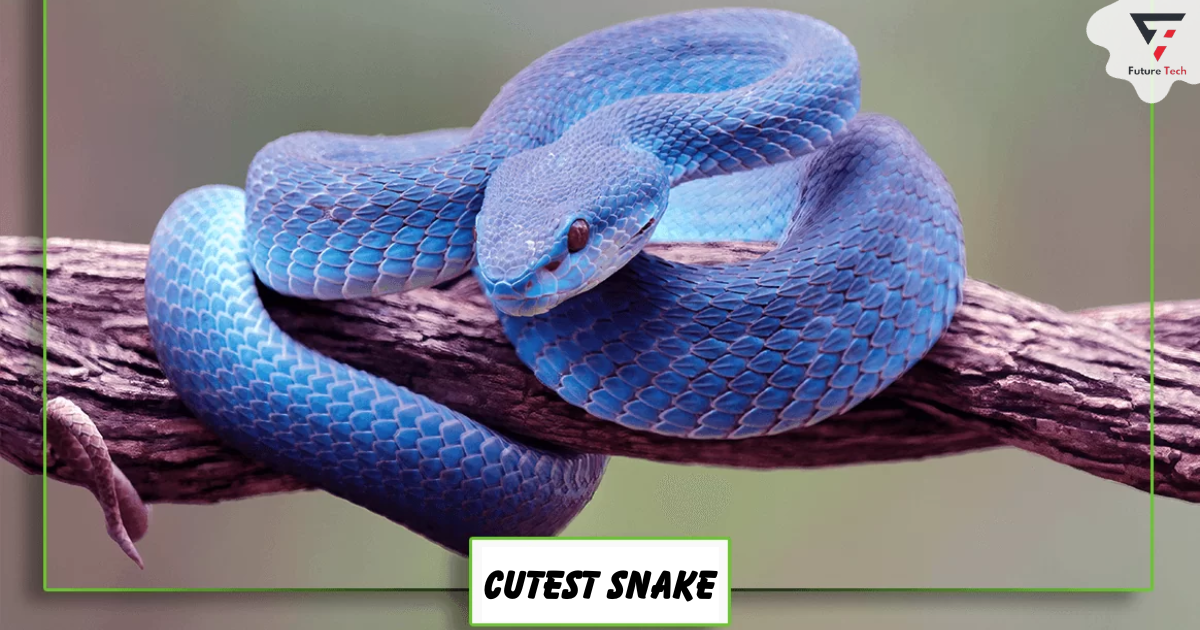 Cutest Snake