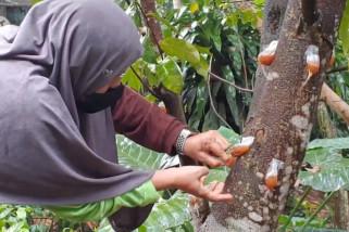 bibit pohon gaharu manfaat