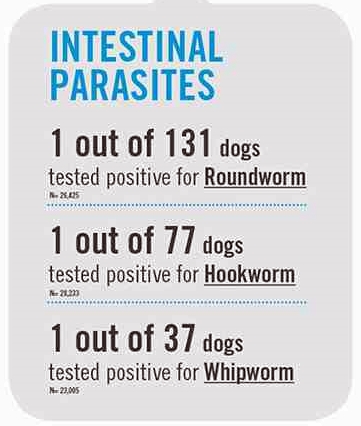 Parasites_Arizona_Dogs-I-4.jpg