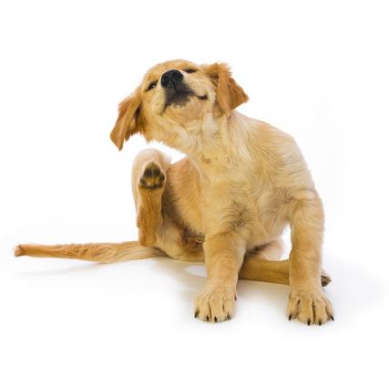 狗狗所處的環境若是過度清潔，可能讓毛孩的皮膚沒有足夠的適應能力。