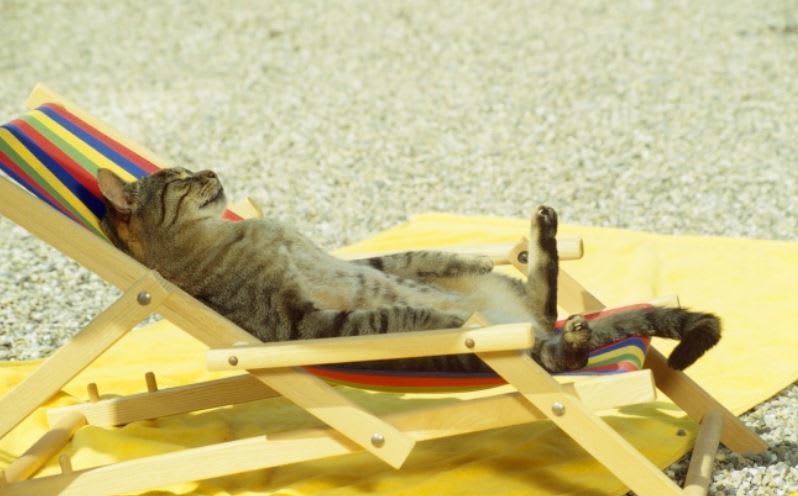 Cat chilling on the beach