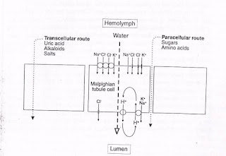 Malpighian Tubules