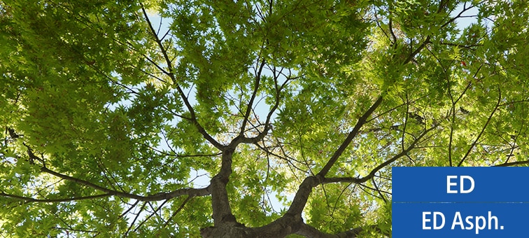 Image of sunlight filtering through trees, with chromatic aberration suppressed