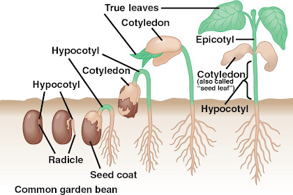 the green machines within a plant are the