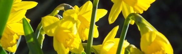 A close up of yellow flowers

Description automatically generated with medium confidence