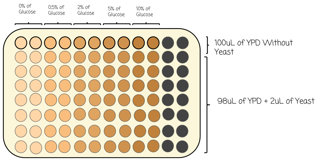 96well plate.png