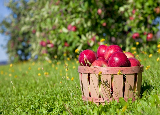 10 best apple orchards in the U.S., according to readers