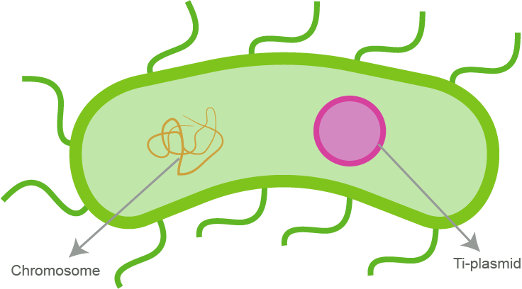 labeled agrobacterium bacterial cell with Ti plasmid