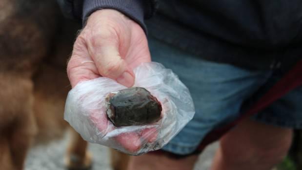 On close inspection, the "slice" of eel Gardner stumbled across one June morning is evenly cut. Although larger eels ...