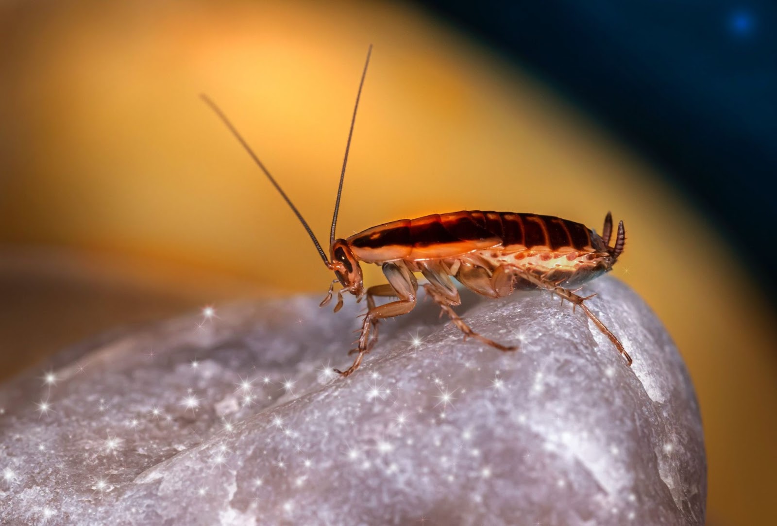 Are There Cockroaches In Washington